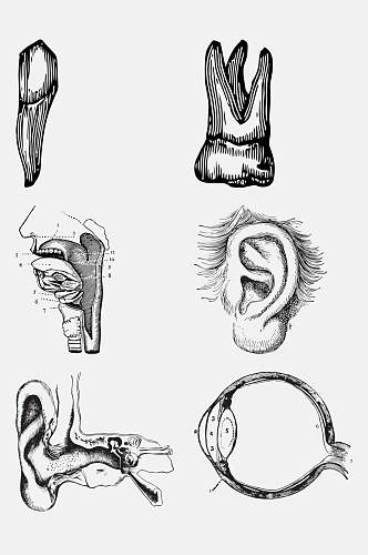 耳朵解剖学人体构造免抠元素