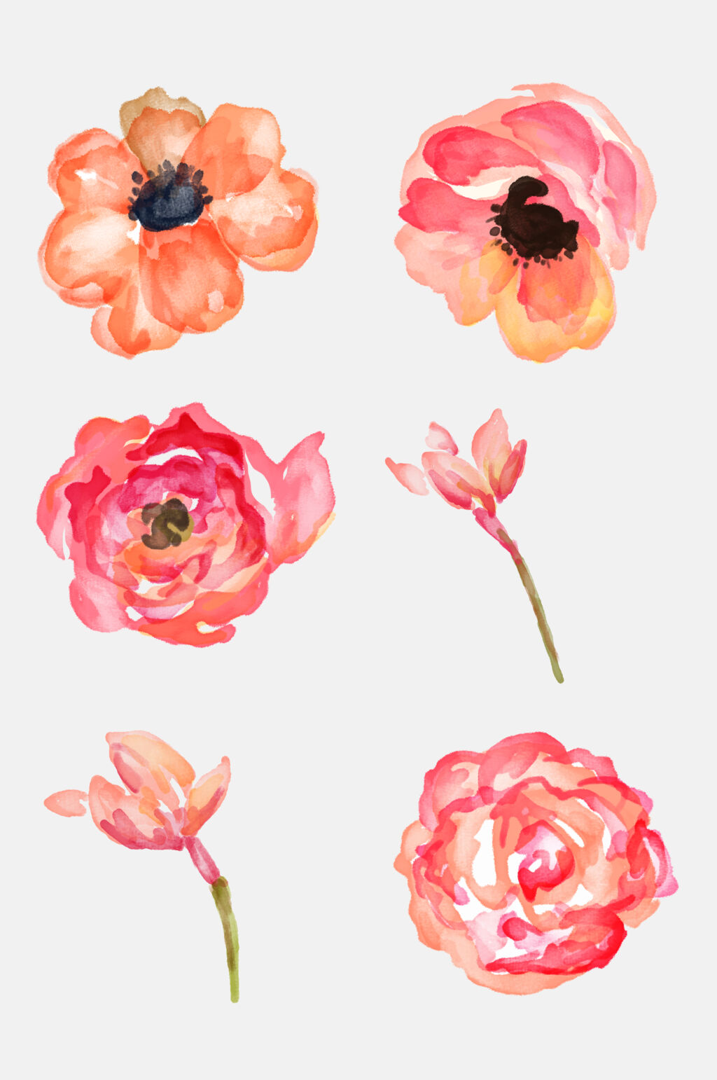 手绘水彩叶子枝叶花朵花卉楷模元素素材