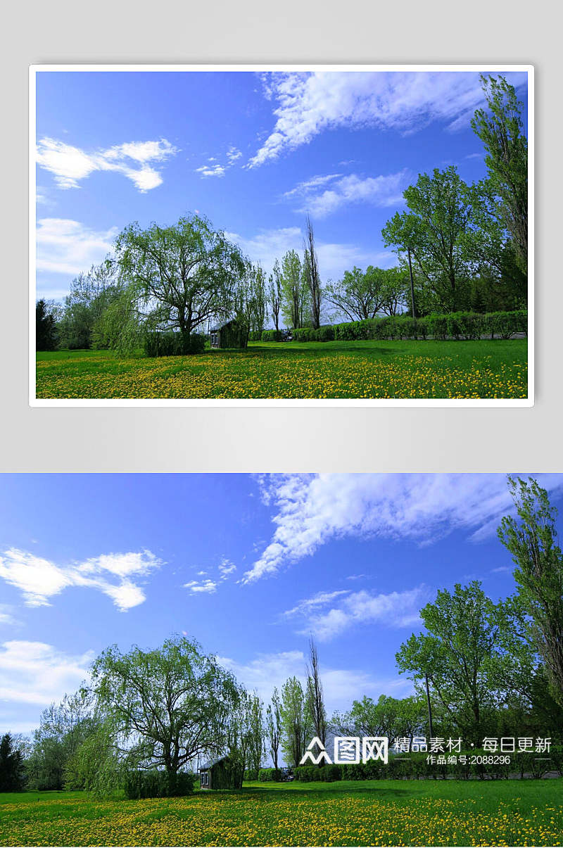 清新草坪树木天空高清摄影图片素材