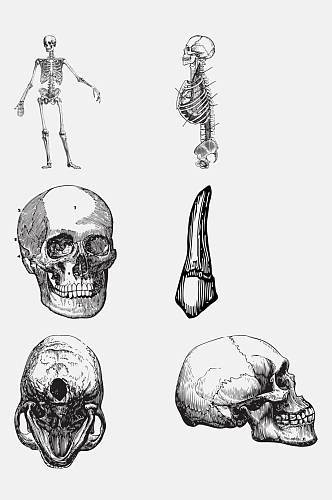 骨架解剖学人体构造免抠元素