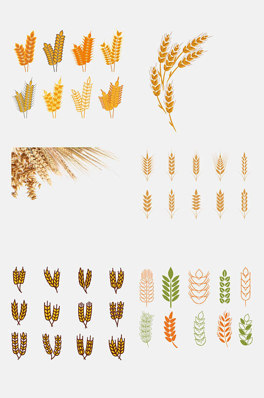 水彩麦穗小麦大米高粱免抠元素
