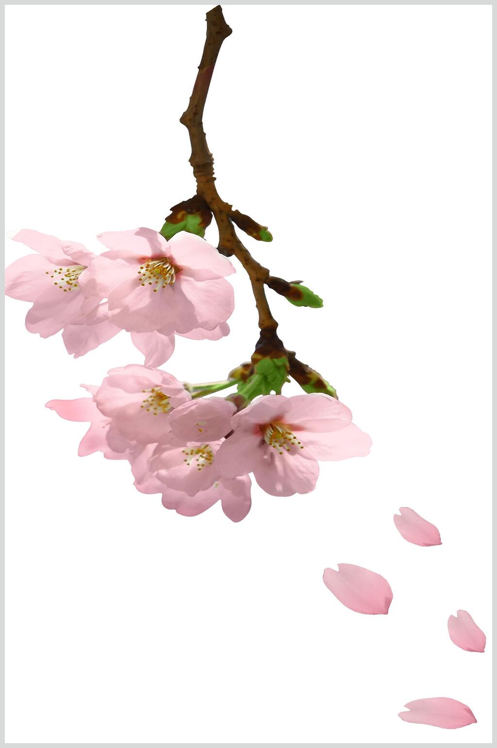 春季花瓣桃花素材素材