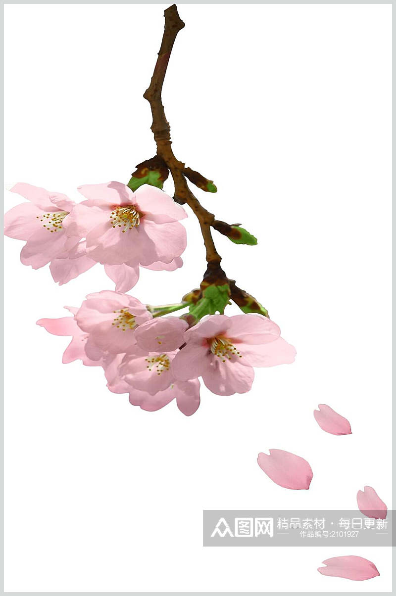 春季花瓣桃花素材素材