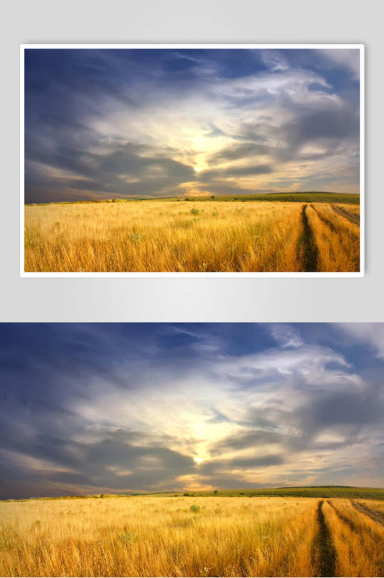 风吹麦浪图片-风吹麦浪素材下载-众图网