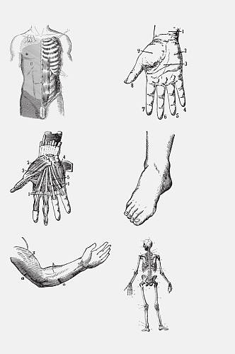 肢体解剖学人体构造免抠元素