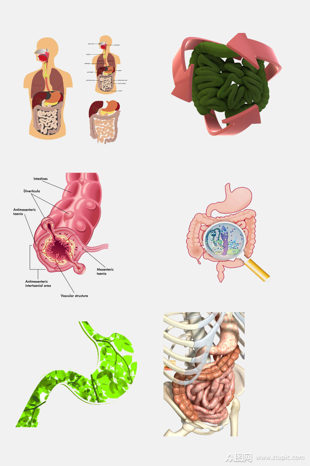 水彩肠胃人体器官免抠元素