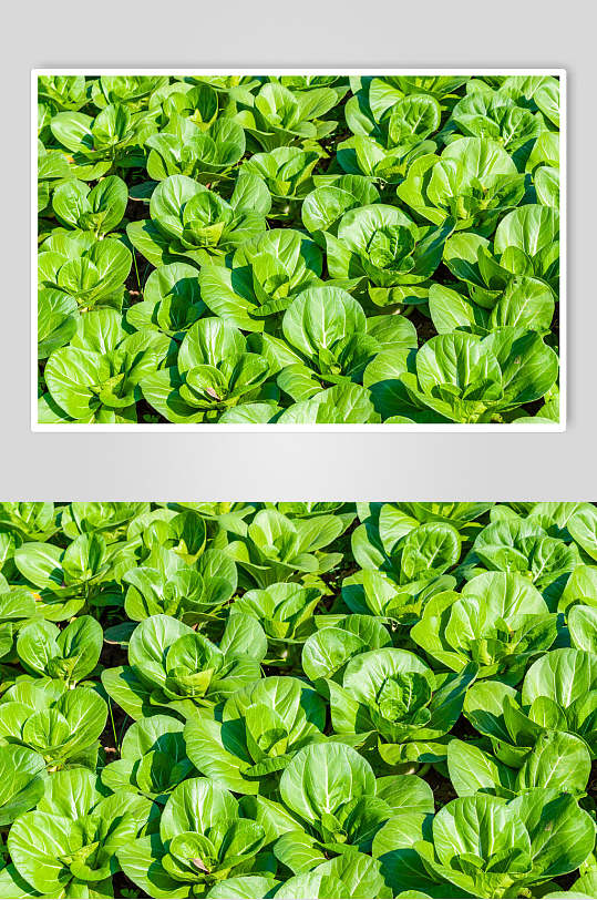 绿色菜地蔬菜图片