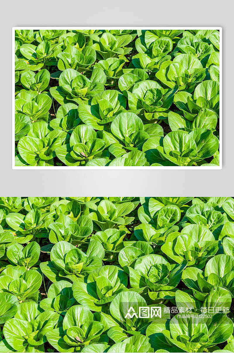 绿色菜地蔬菜图片素材