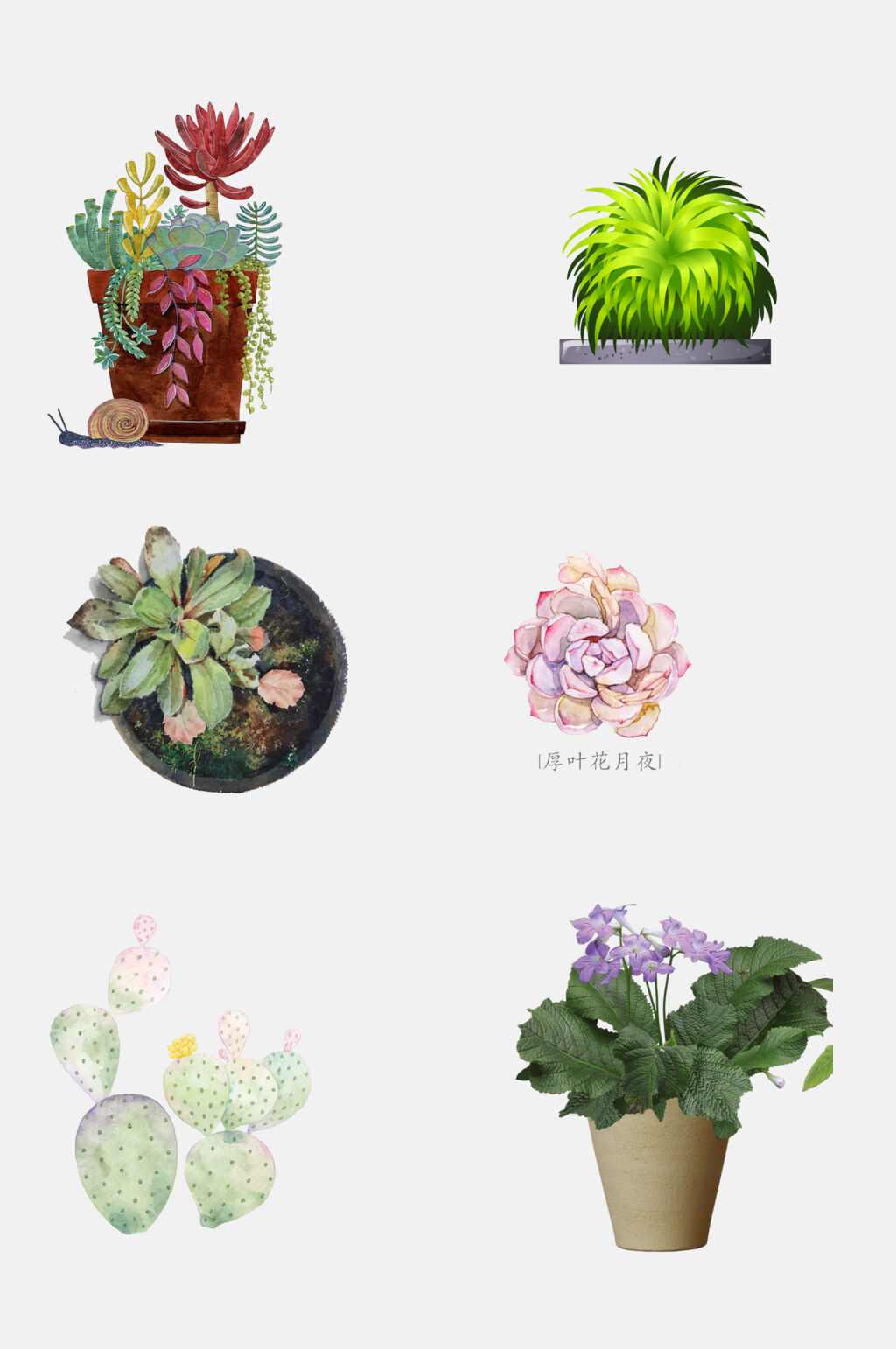 高端多肉盆栽植物免抠元素素材