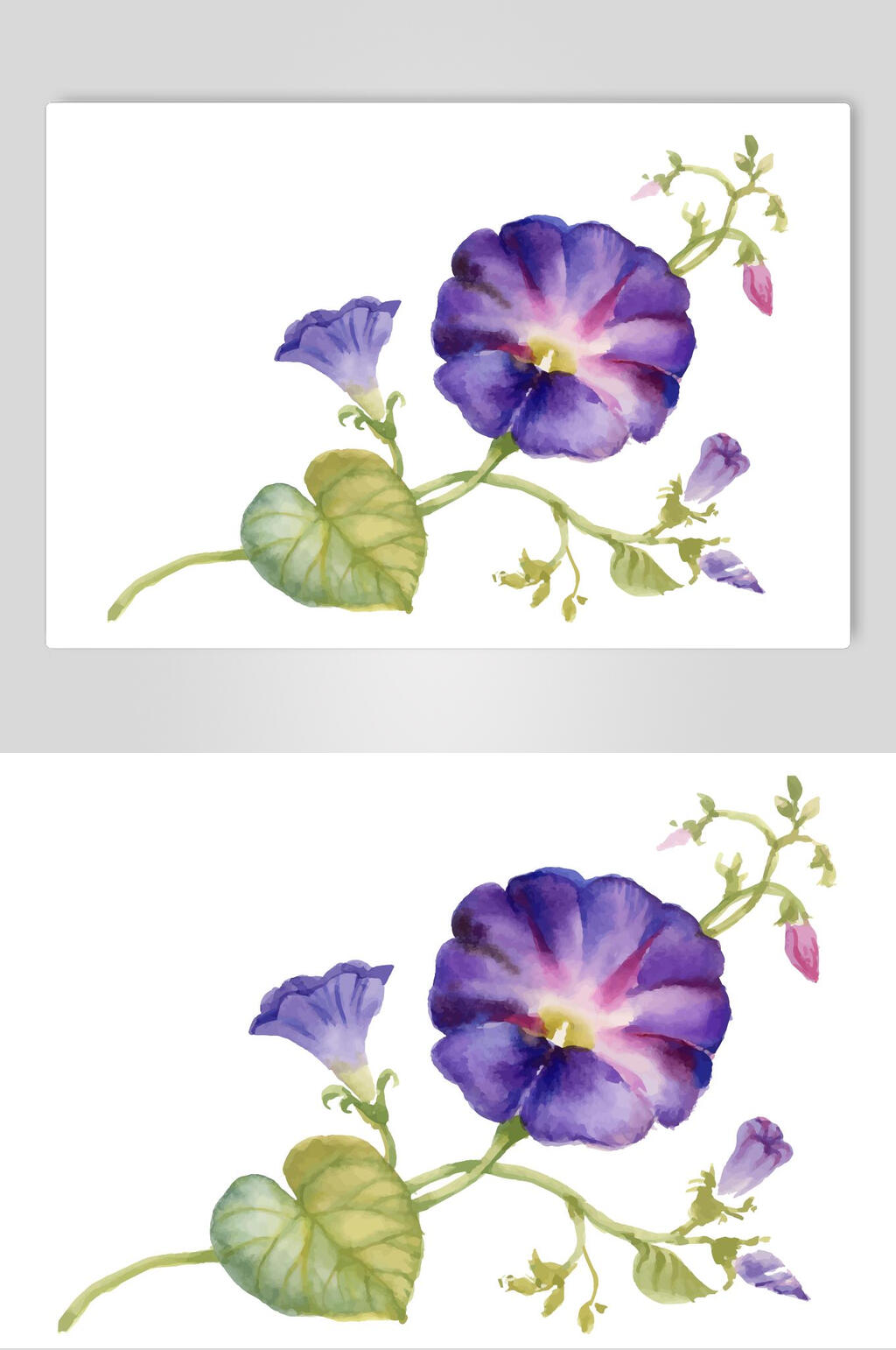 牵牛花水彩花卉矢量素材素材