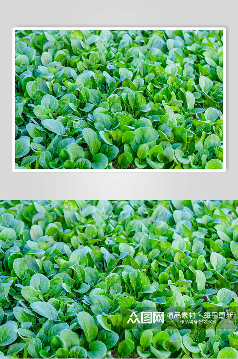 绿色菜地蔬菜食物图片素材