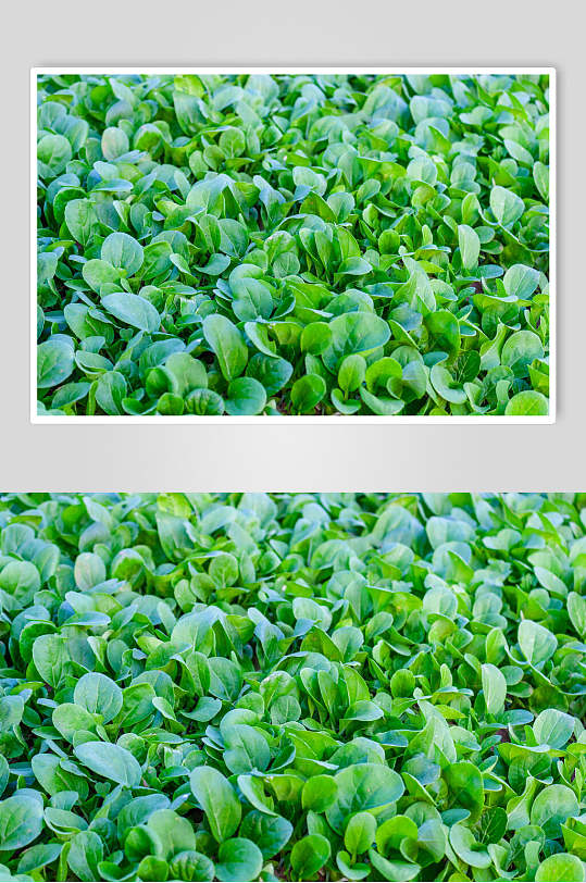 绿色菜地有机蔬菜图片