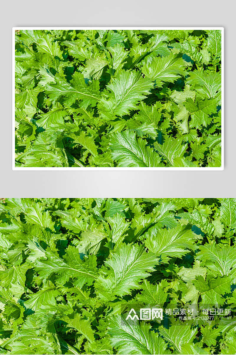 绿色茼蒿有机蔬菜图片素材