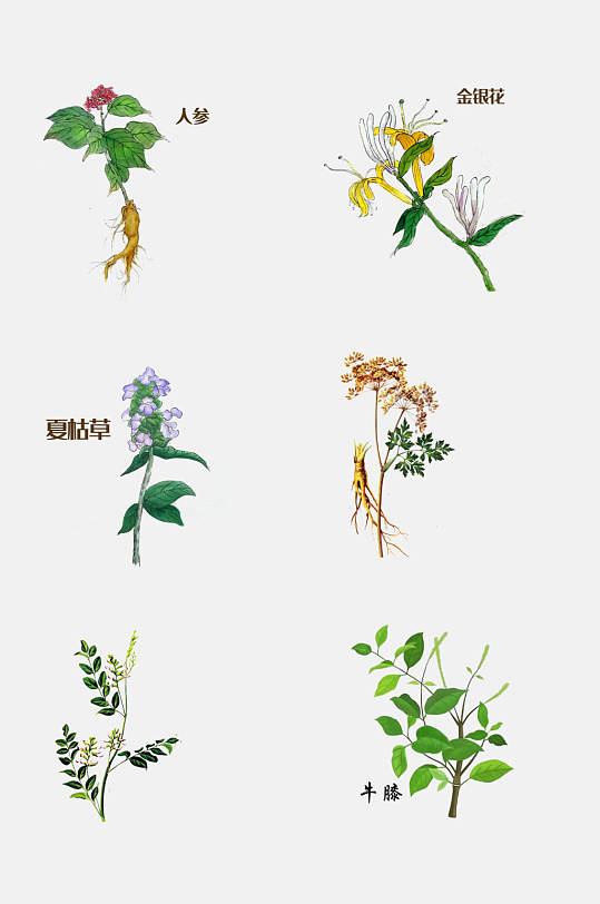 植物药材手绘草本植物免扣素材