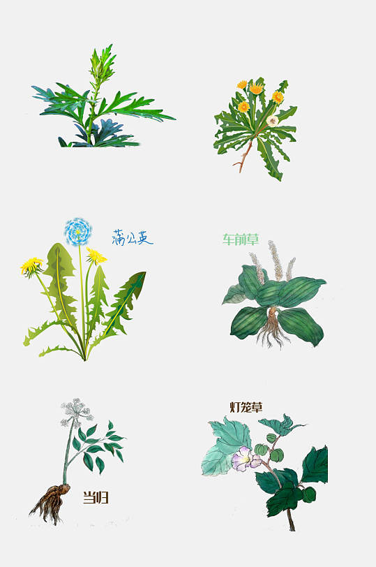 植物药材手绘草本植物免扣素材
