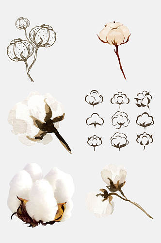 手绘植物洁白棉花免抠元素