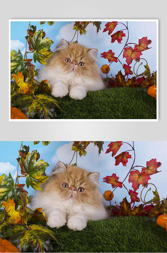 猫咪植物秋季摄影图片