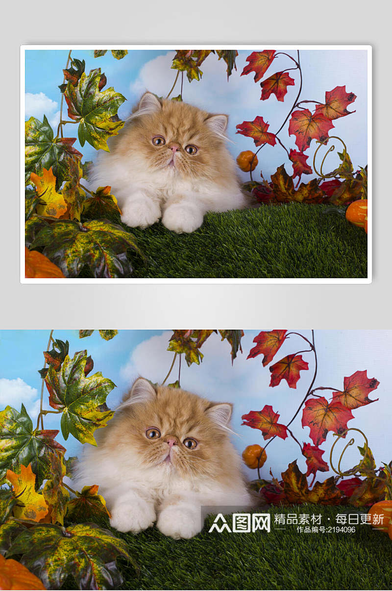 猫咪植物秋季摄影图片素材