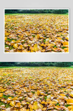 唯美落叶秋季摄影图片