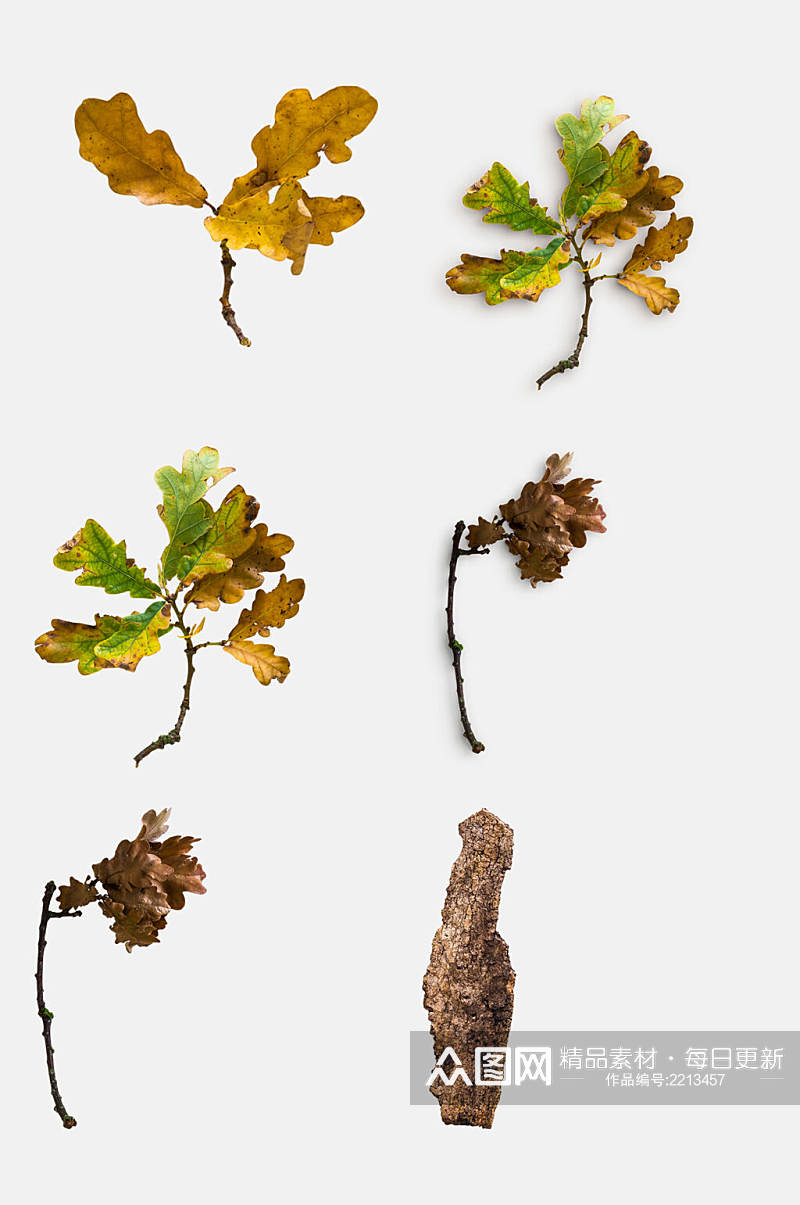 树叶枝丫树皮植物模型免抠元素素材