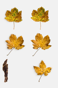 枯黄树叶树皮植物模型免抠设计元素
