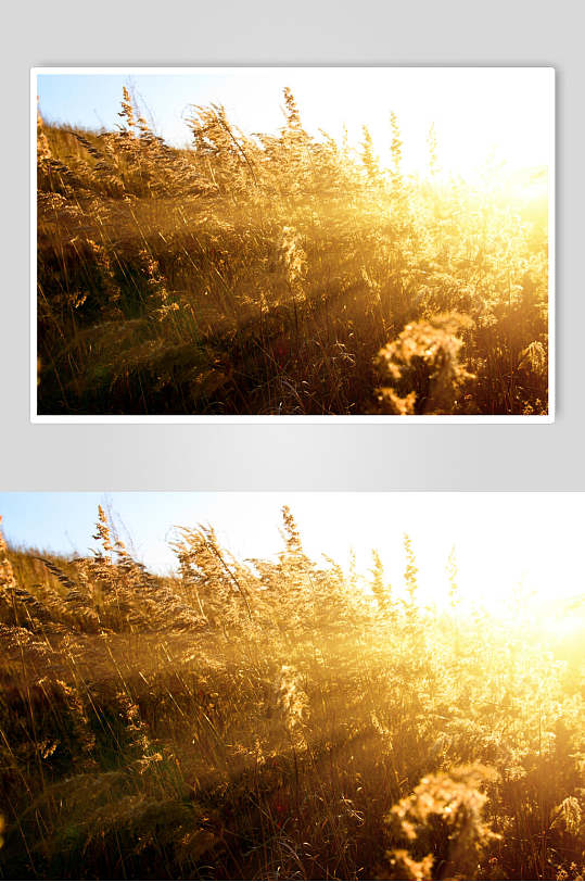 阳光草坪秋季摄影图片