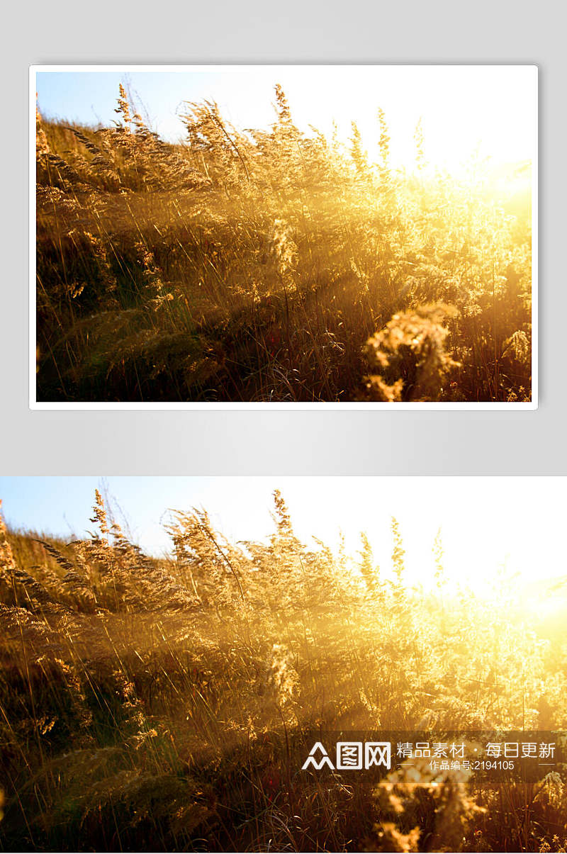 阳光草坪秋季摄影图片素材