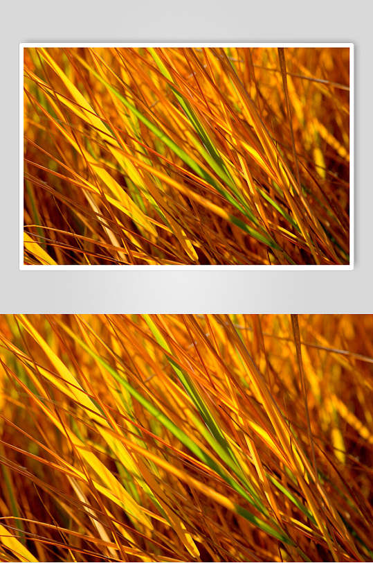 金色毛草秋季摄影图片