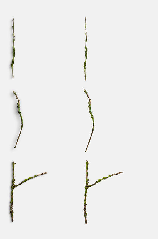 清新极简树枝植物模型免抠元素