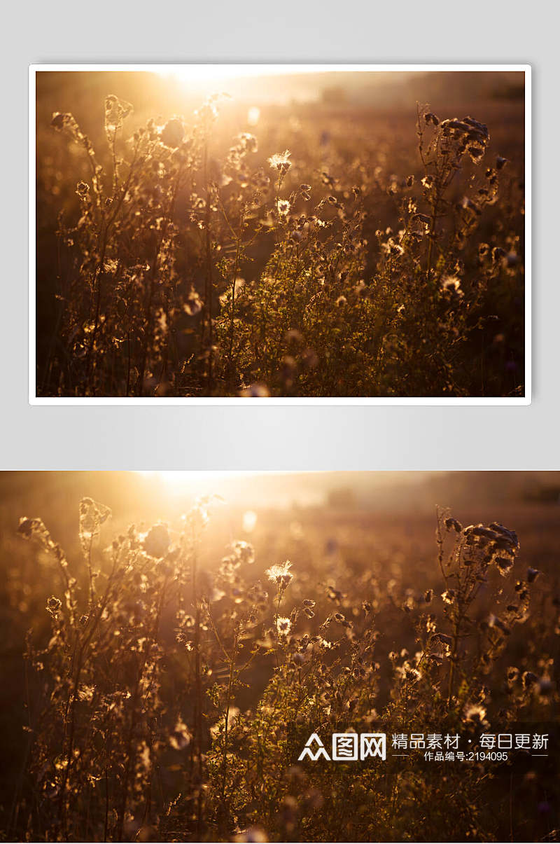 阳光草坪枯草秋季摄影图片素材