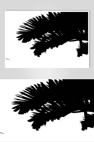 黑白叶子植物树叶影子素材