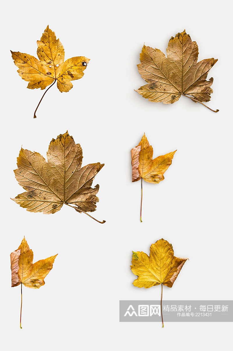 秋季枫叶植物模型免抠元素素材