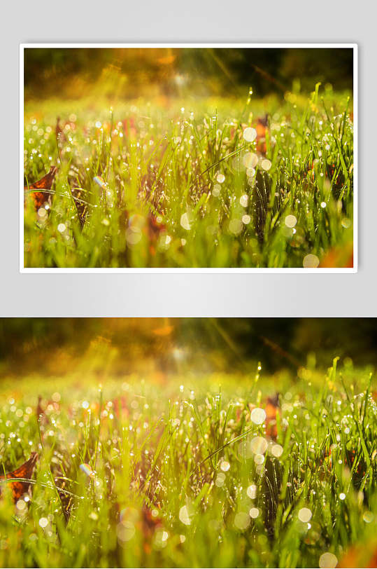 绿色植物秋季摄影图片 植物摄影图
