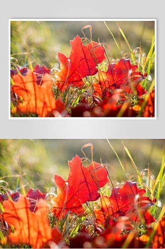 枫叶枯草秋季摄影图片