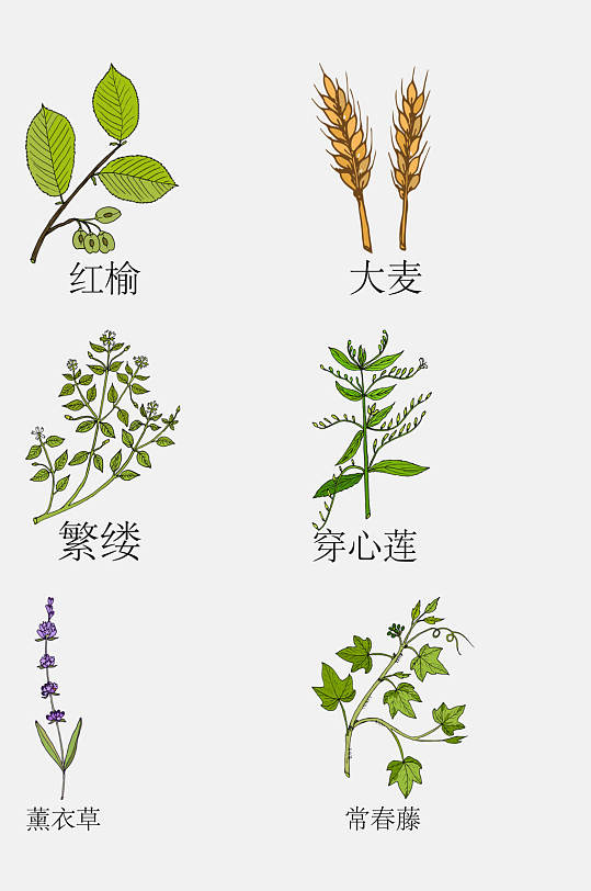 手绘线描中草药草本植物免抠素材