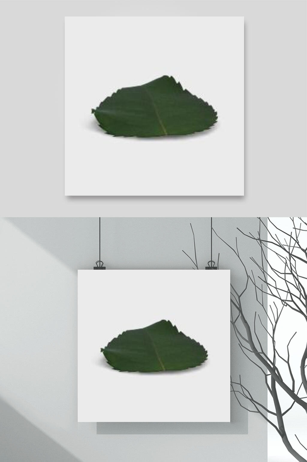 白底叶子自然花卉元素素材