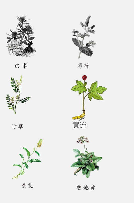 清新手绘线描中草药草本植物免抠素材立即下载植物中草
