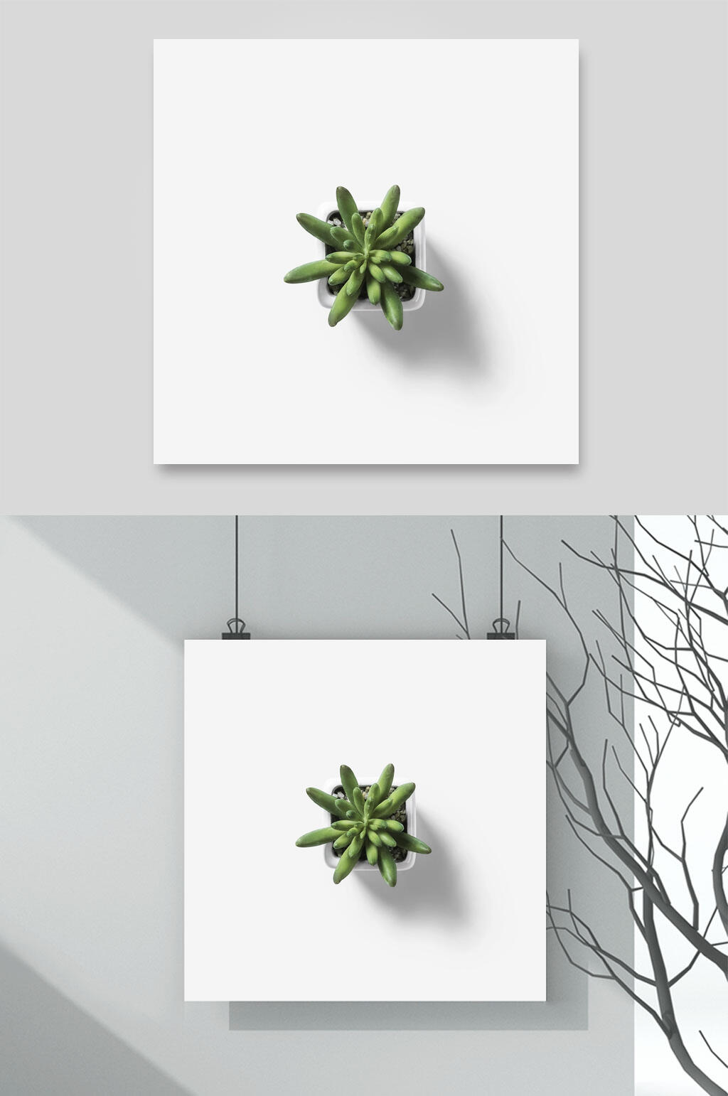 盆栽仙人虫花瓣植物素材素材