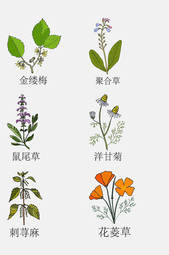 清新大气手绘线描中草药草本植物免抠素材