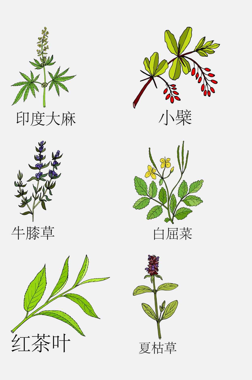 手绘线描中草药草本植物免抠素材