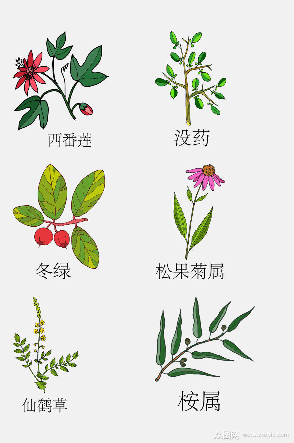 清新手绘线描中草药草本植物免抠素材素材
