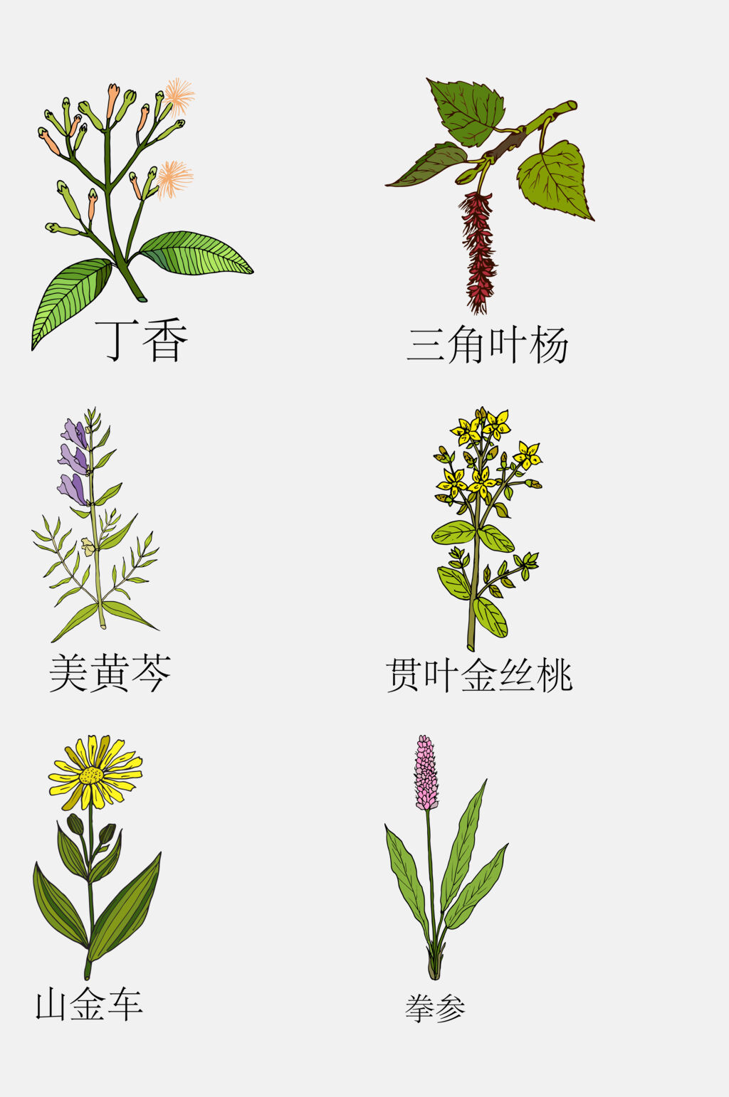 众图网独家提供清新手绘线描中草药草本植物免抠素材素