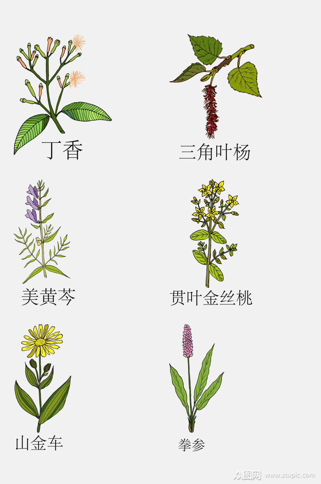 众图网独家提供清新手绘线描中草药草本植物免抠素材素