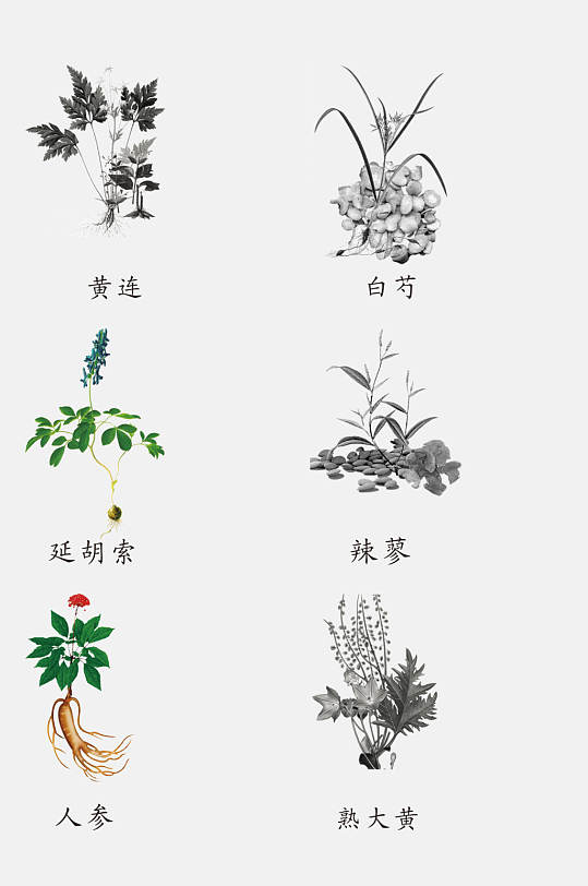 清新手绘线描中草药草本植物免抠素材