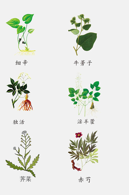 绿色手绘线描中草药草本植物免抠素材