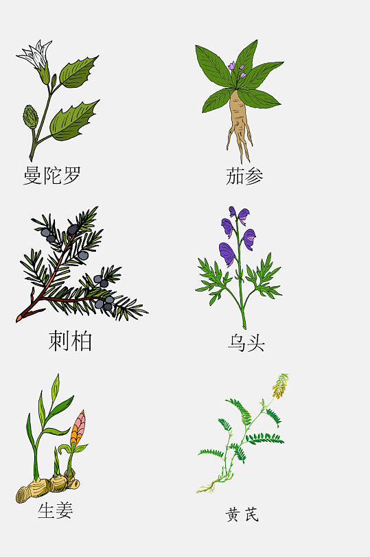 手绘线描中草药草本植物免抠设计素材