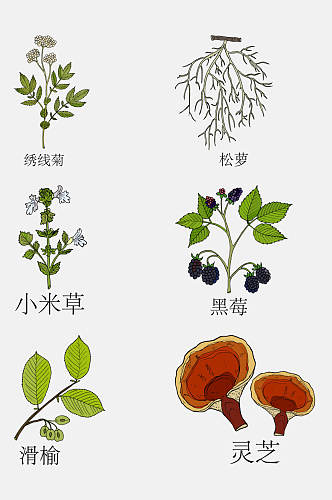 手绘线描中草药草本植物免抠素材