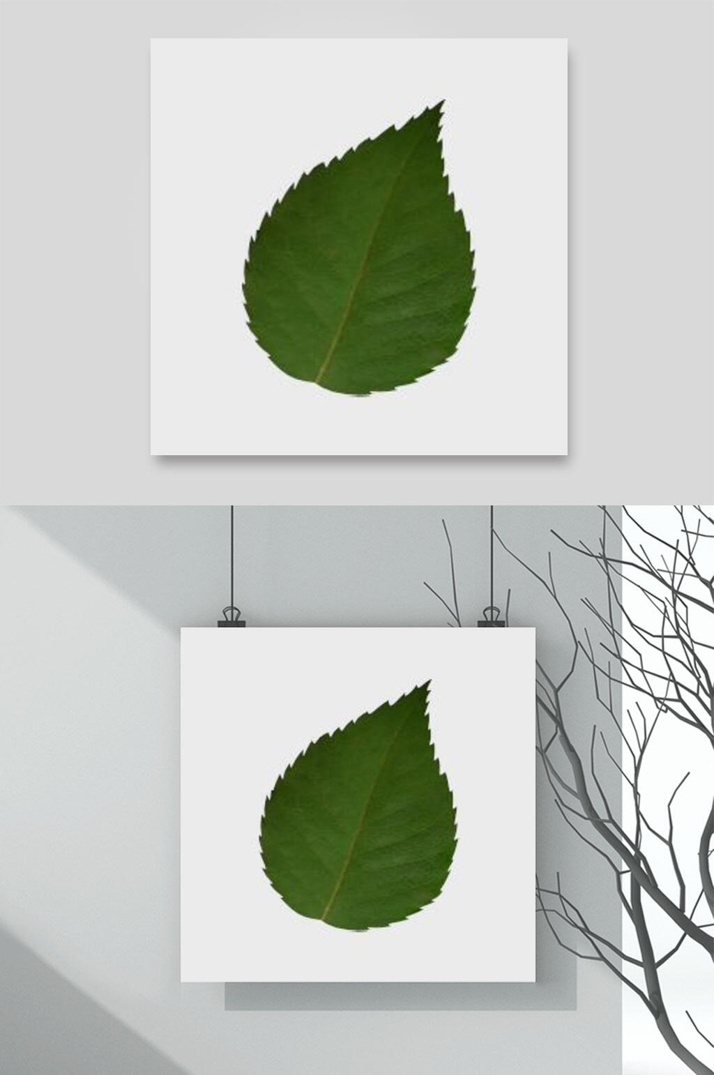 绿色叶子自然花卉元素素材