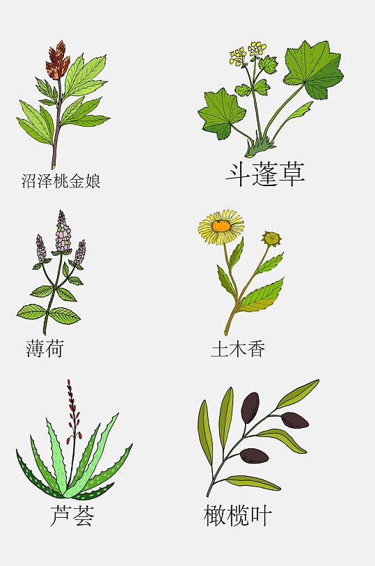 手绘线描中草药草本植物免抠素材