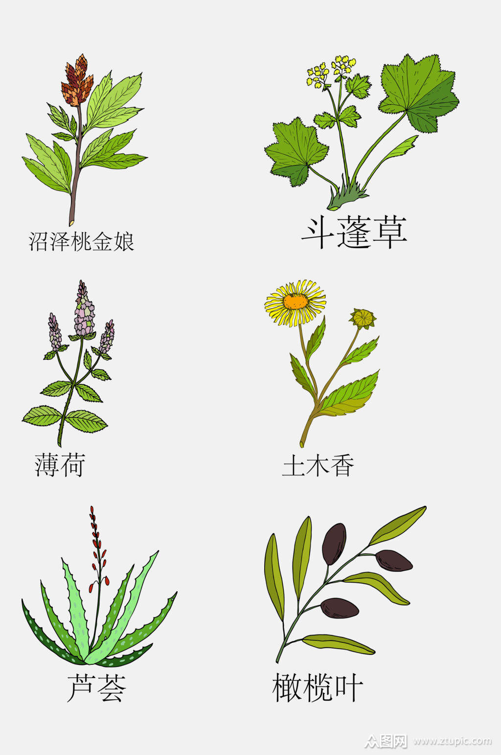 手绘线描中草药草本植物免抠素材